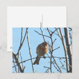 Briefkaart - Sparrow in Tree