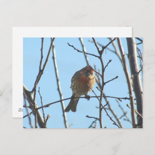 Briefkaart - Sparrow in Tree (Voorkant / Achterkant)