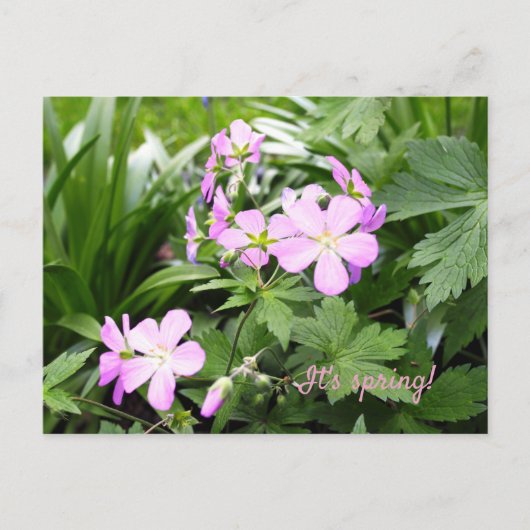 Briefkaart Spring Flowers Wild Geraniums Garden (Voorkant)