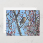 Briefkaart - Spring Perch (Voorkant / Achterkant)