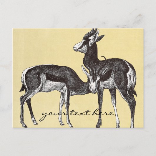  Briefkaart Springbok (Voorkant)