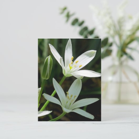 Briefkaart: Star-of-Bethlehem (Bloem) Briefkaart (Staand voorkant)