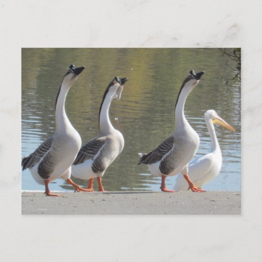 Briefkaart - Strollen aan kant (Voorkant)