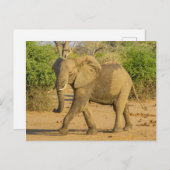 Briefkaart - Strutting Elephant in Zambia (Voorkant / Achterkant)
