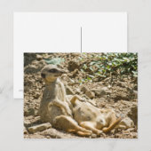 Briefkaart Sunbathing Meerkats (Voorkant / Achterkant)