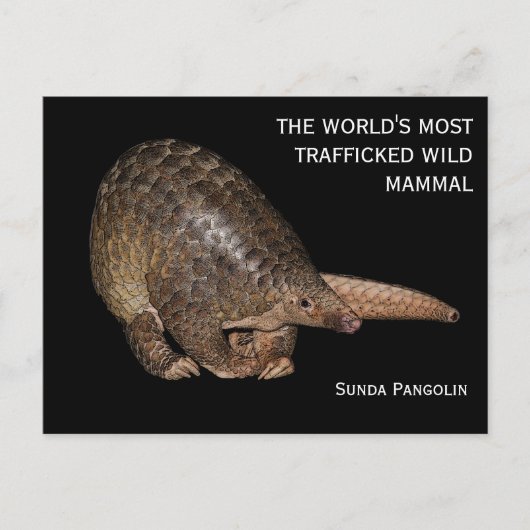  Briefkaart Sunda Pangolin (Voorkant)