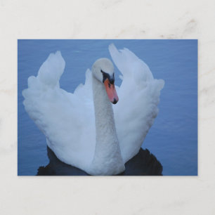 Briefkaart Swan