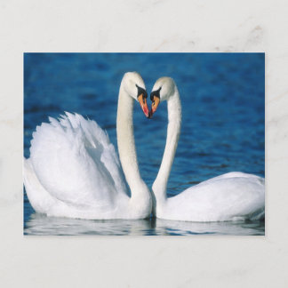 Briefkaart Swan