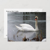 Briefkaart Swan (Voorkant / Achterkant)