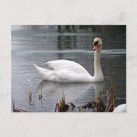 Briefkaart Swan (Voorkant)