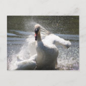 Briefkaart Swan (Voorkant)