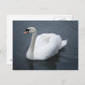 Briefkaart - Swan (Voorkant / Achterkant)
