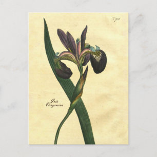 Briefkaart ter illustratie van botanische iris