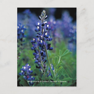 Briefkaart / Texas Bluebonnet