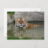 Briefkaart Tiger (Voorkant / Achterkant)