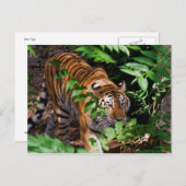 Briefkaart Tiger (Voorkant / Achterkant)