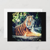 Briefkaart Tiger (Voorkant / Achterkant)