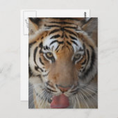 Briefkaart Tiger Kisses (Voorkant / Achterkant)
