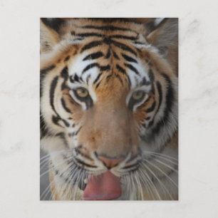 Briefkaart Tiger Kisses