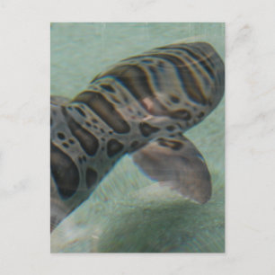 Briefkaart tijgerhaai