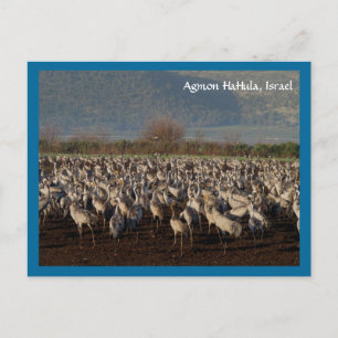 Briefkaart trekvogels