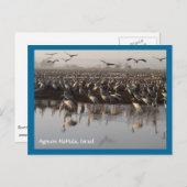 Briefkaart trekvogels (Voorkant / Achterkant)