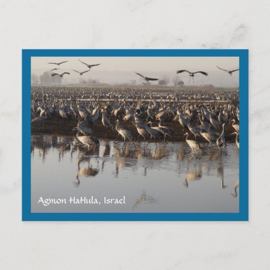 Briefkaart trekvogels (Voorkant)