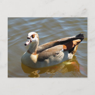 Briefkaart Tropisch paradise Duck