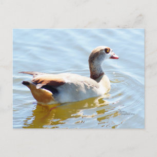 Briefkaart Tropisch paradise Duck