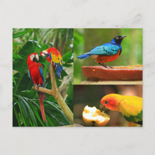 Briefkaart tropische vogels