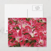 Briefkaart Tulip Photos (Voorkant / Achterkant)