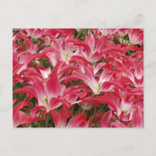 Briefkaart Tulip Photos