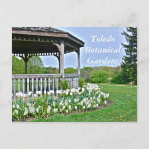 BRIEFKAART, "TULIPS EN WITTE TULPEN"/TOLEDO BOTANI BRIEFKAART