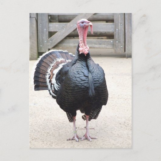 Briefkaart Turkije (Voorkant)