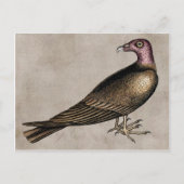 Briefkaart Turkije Vulture (Voorkant)