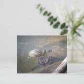 Briefkaart Turtles (Staand voorkant)