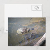 Briefkaart Turtles (Voorkant / Achterkant)