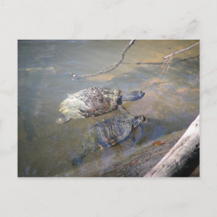 Briefkaart Turtles