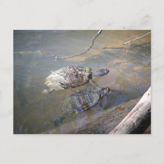 Briefkaart Turtles (Voorkant)