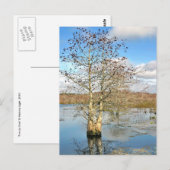 Briefkaart: twee bomen als één briefkaart (Voorkant / Achterkant)