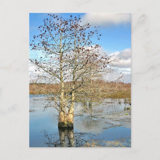 Briefkaart: twee bomen als één briefkaart (Voorkant)