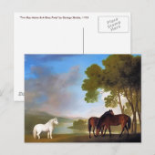 Briefkaart: Two Bay Mare & een Grijs Pony Briefkaart (Voorkant / Achterkant)