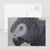 Briefkaart van Afrikaanse grijze papegaai (Voorkant / Achterkant)