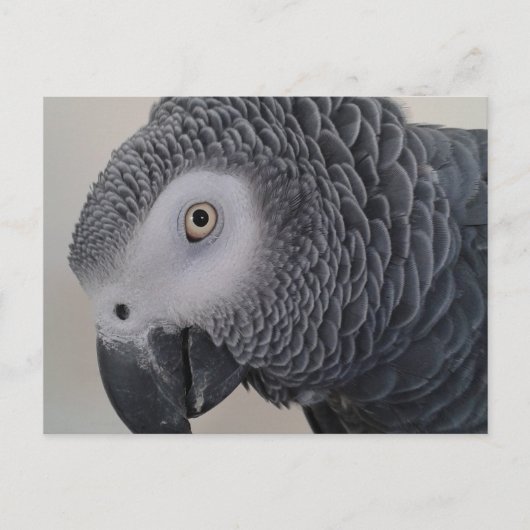 Briefkaart van Afrikaanse grijze papegaai (Voorkant)