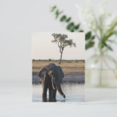 Briefkaart van Afrikaanse olifanten (Staand voorkant)