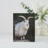 Briefkaart van Afrikaanse Pygmy Goat (Staand voorkant)