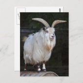 Briefkaart van Afrikaanse Pygmy Goat (Voorkant / Achterkant)