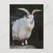 Briefkaart van Afrikaanse Pygmy Goat (Voorkant)