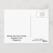 Briefkaart van Afrikaanse rode tortoise (Achterkant)