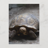 Briefkaart van Afrikaanse rode tortoise